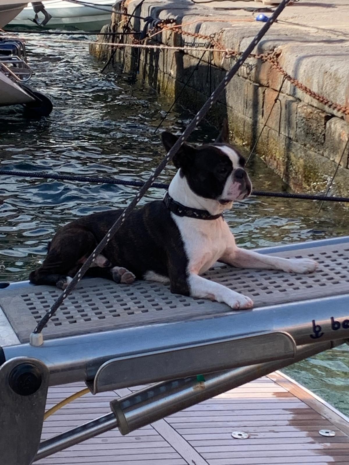 BRAND AMBASSADOR OLIO ORSINI BIG FISH TOURNAMENT 2026 — VENTOTENE, foto 3